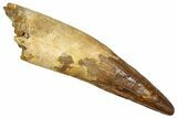 Real Spinosaurus Tooth - Massive Dinosaur Tooth #336012-1